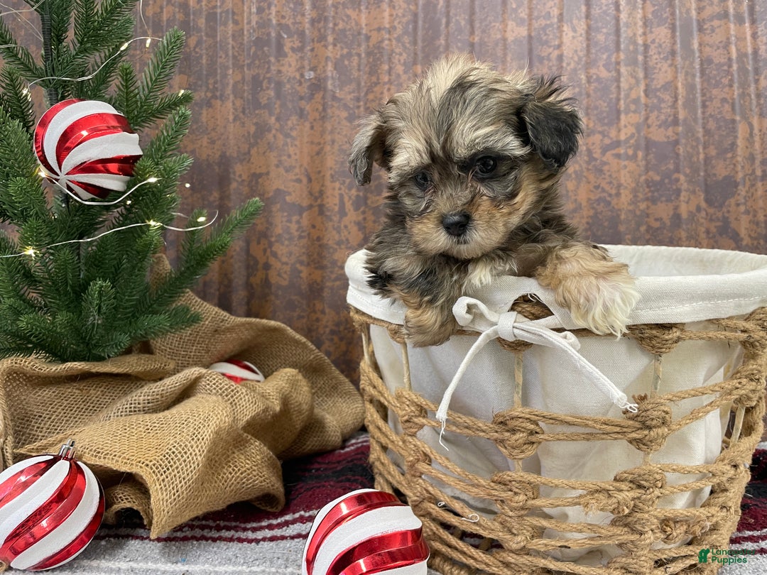 Shihpoo dogs for sale: Callie - Ad 7
