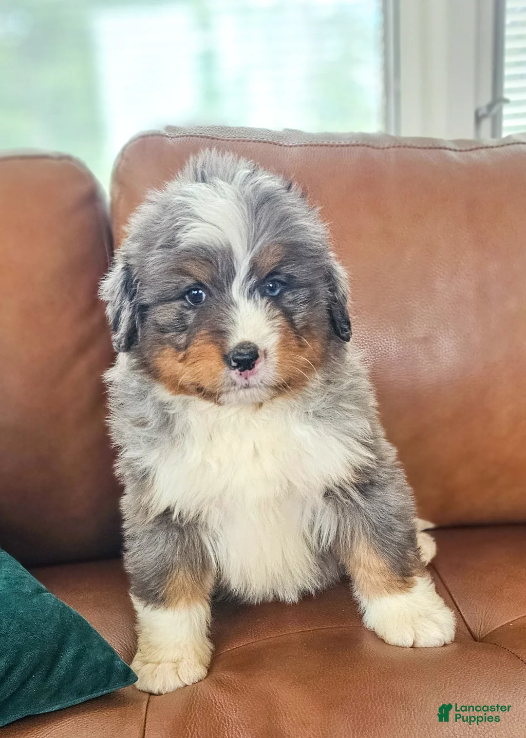 Bernedoodle dogs for sale: Cash - Ad 3