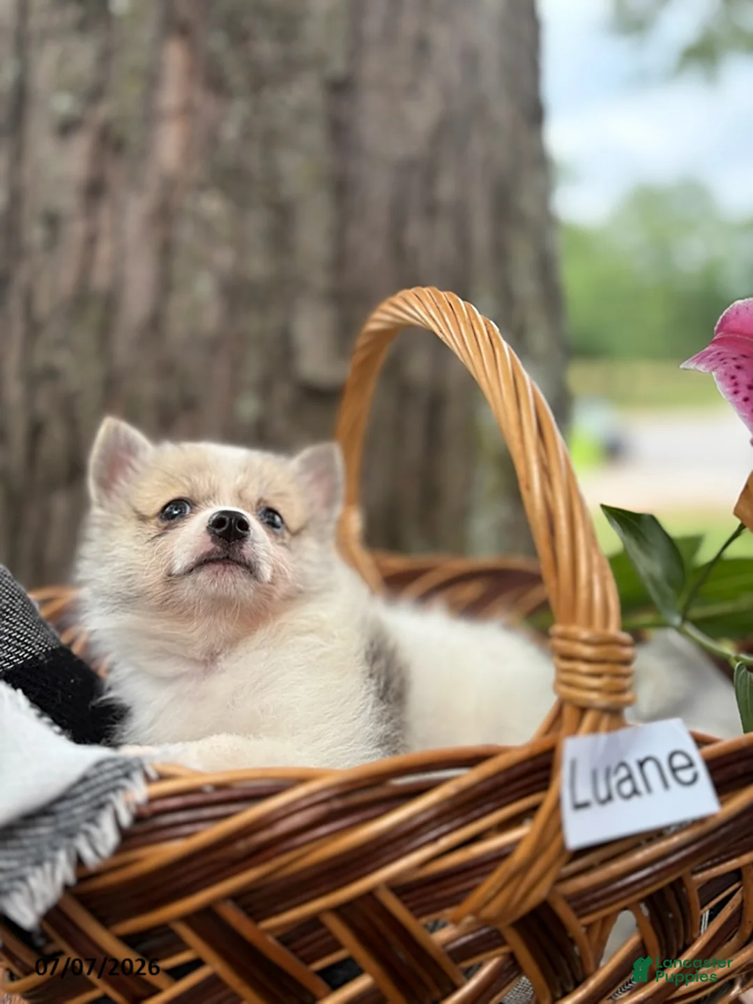 Mixed Breed dogs for sale: Luane - Ad 4