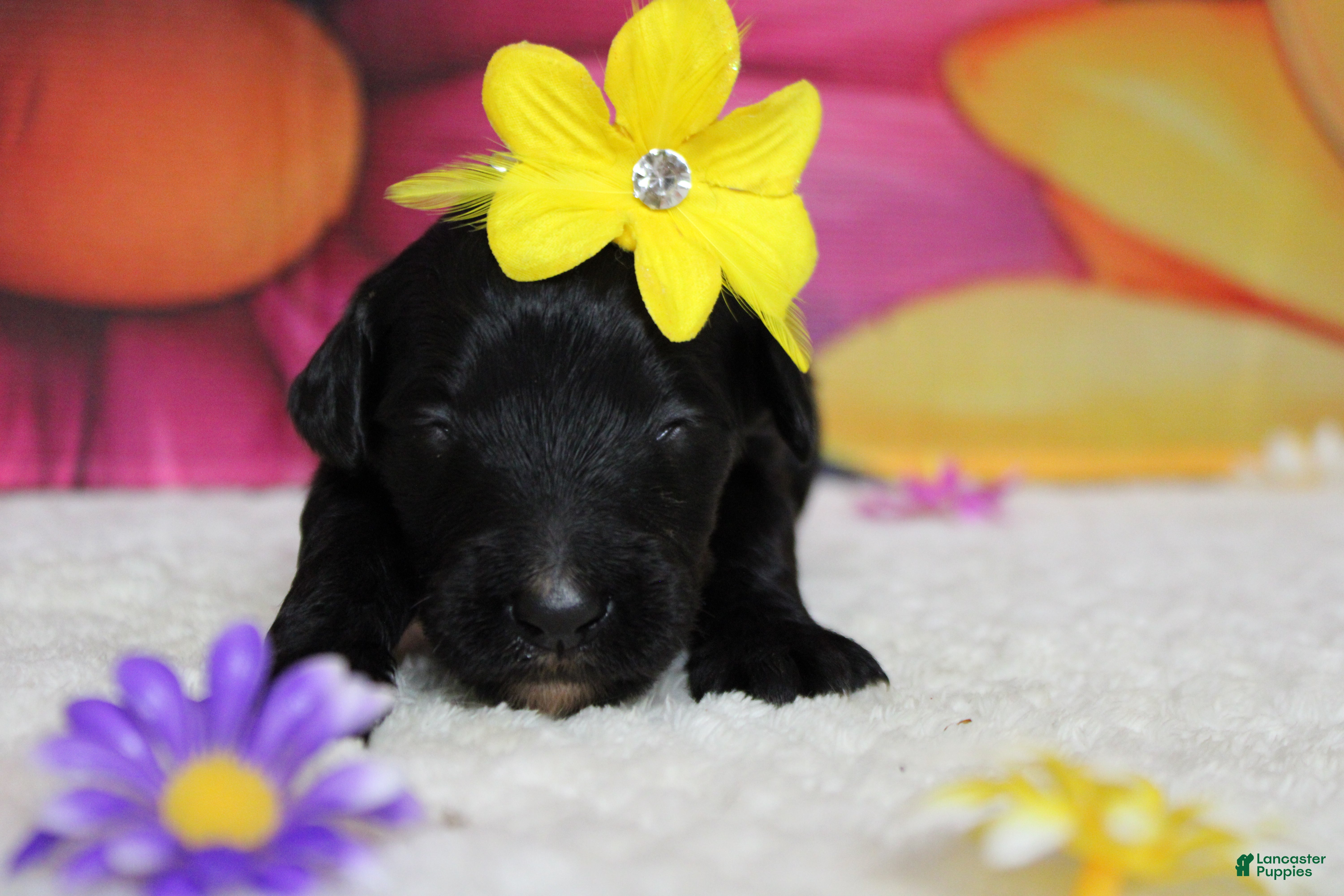 Bernedoodle dogs Nova  - Ad 37