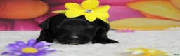 Bernedoodle dogs for sale: Nova  - Ad 1
