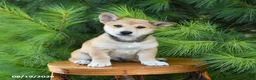 Shiba Inu dogs for sale: Sterling - Ad 3