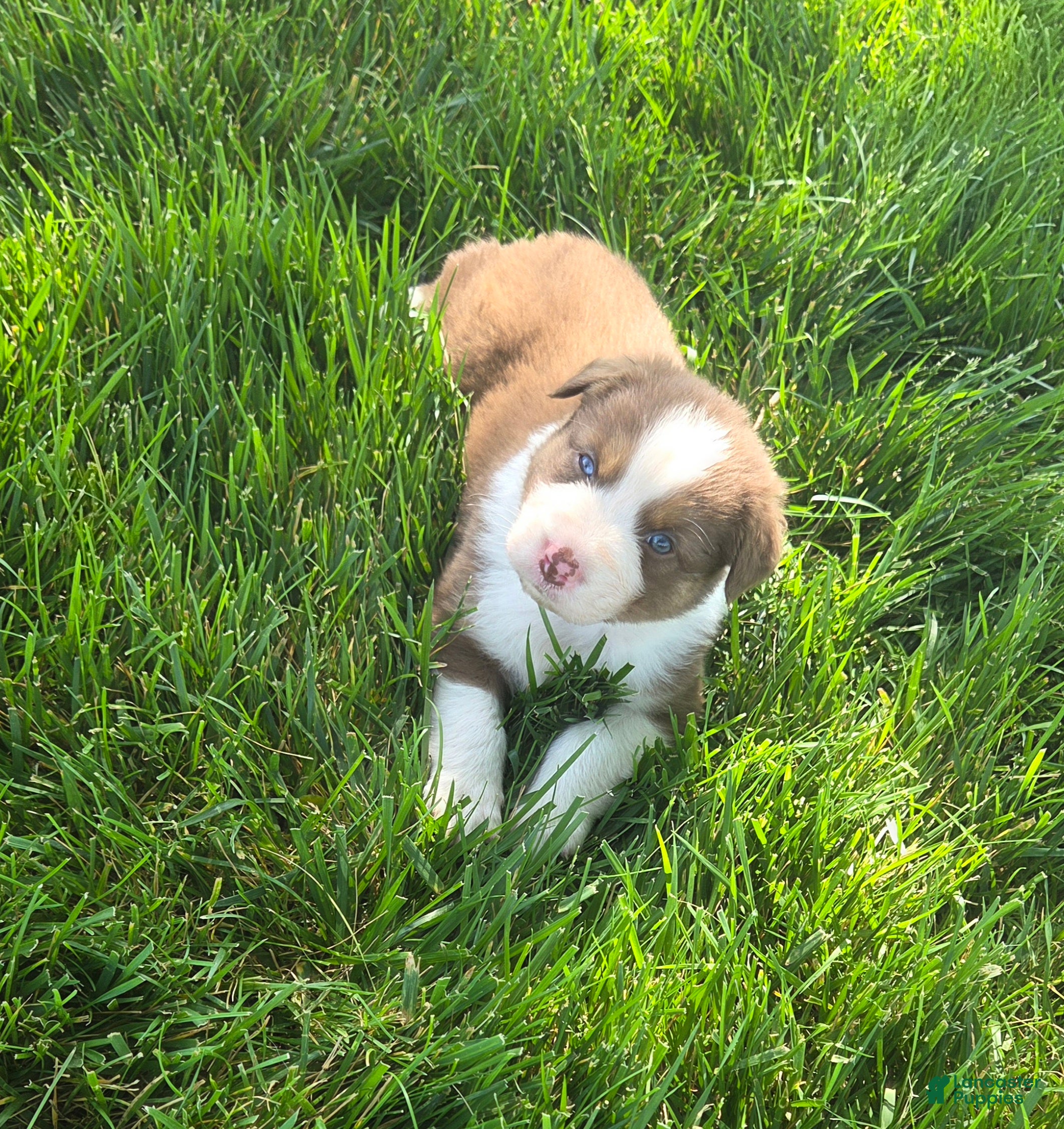 Australian Shepherd dogs Copper Ridge - Ad 2