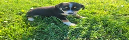 Sheprador dogs for sale: Kim - Ad 2