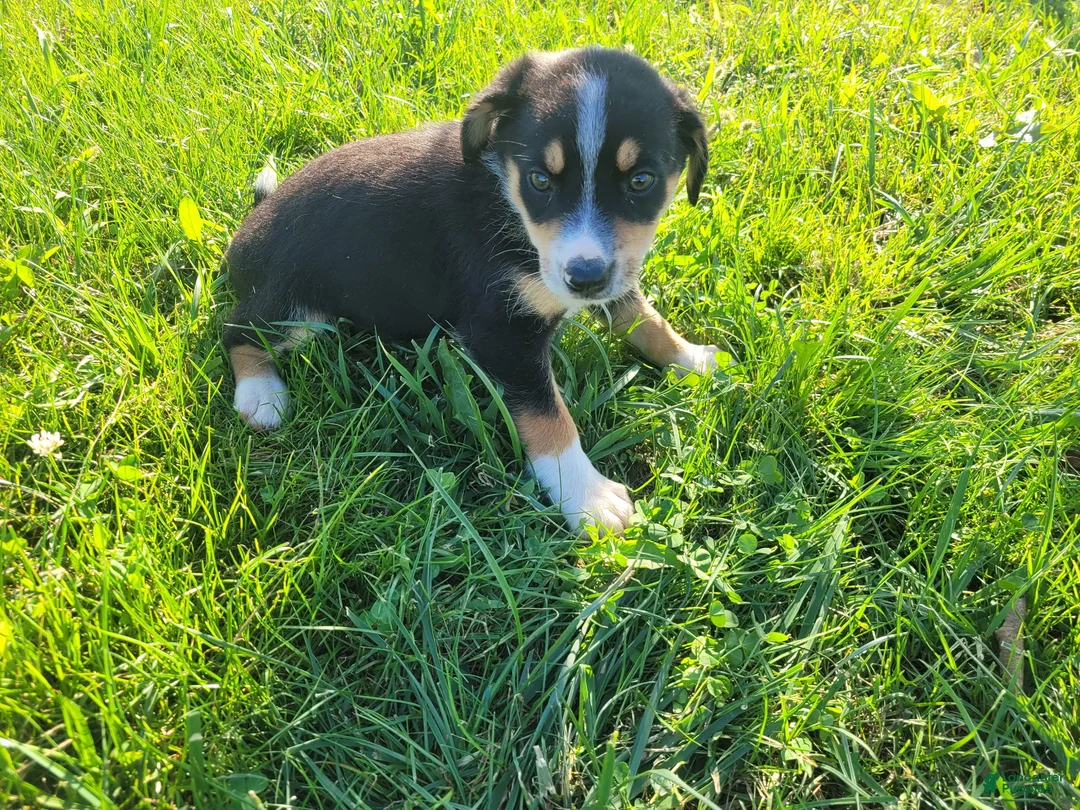 Sheprador dogs for sale: Kim - Ad 2