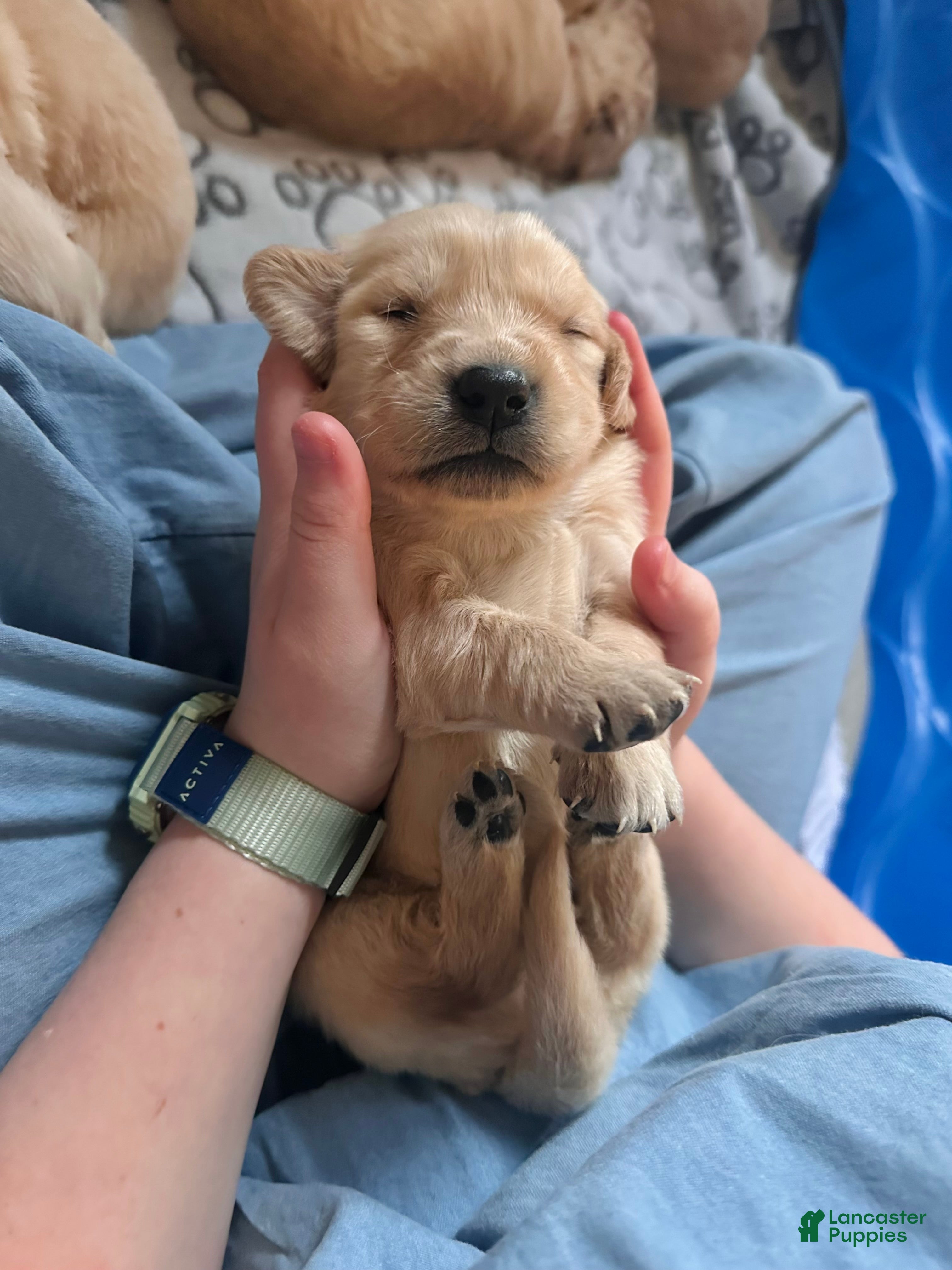 Golden Retriever dogs The Charlie Brown girls - Ad 13