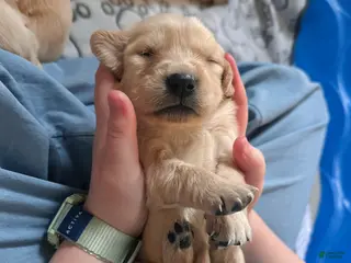 Golden Retriever dogs The Charlie Brown girls - Ad 2