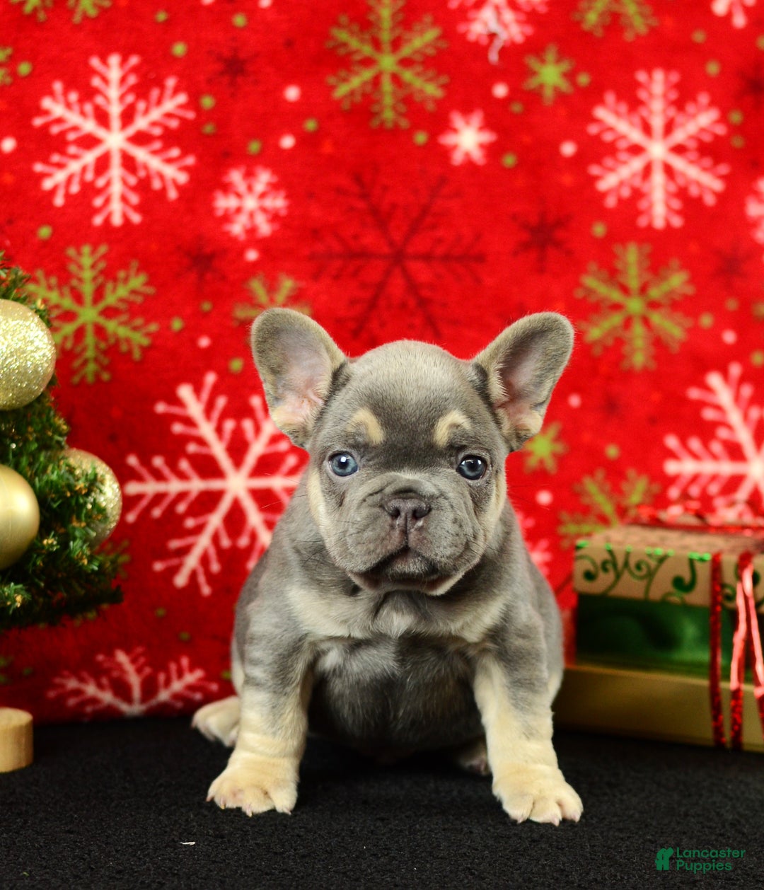 French Bulldog dogs for sale: Willie - Ad 3