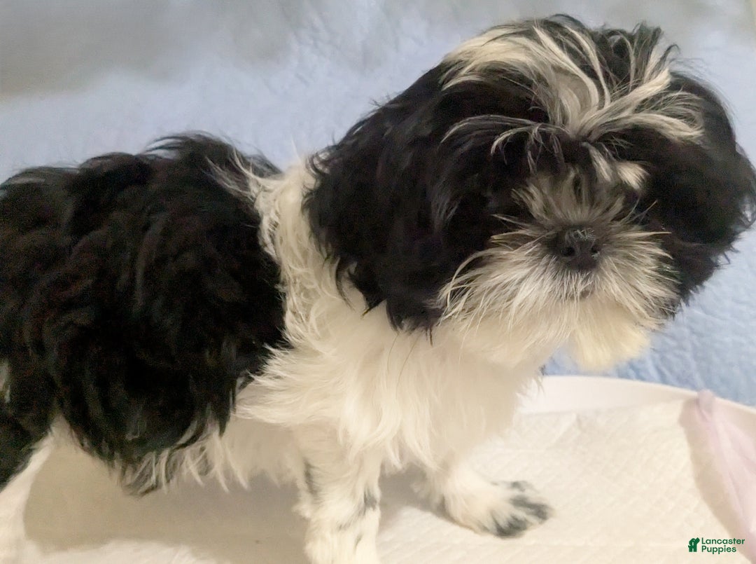 Shih Tzu dogs for sale: Imperial Shih Tzu  Wenda Green Collar  - Ad 2