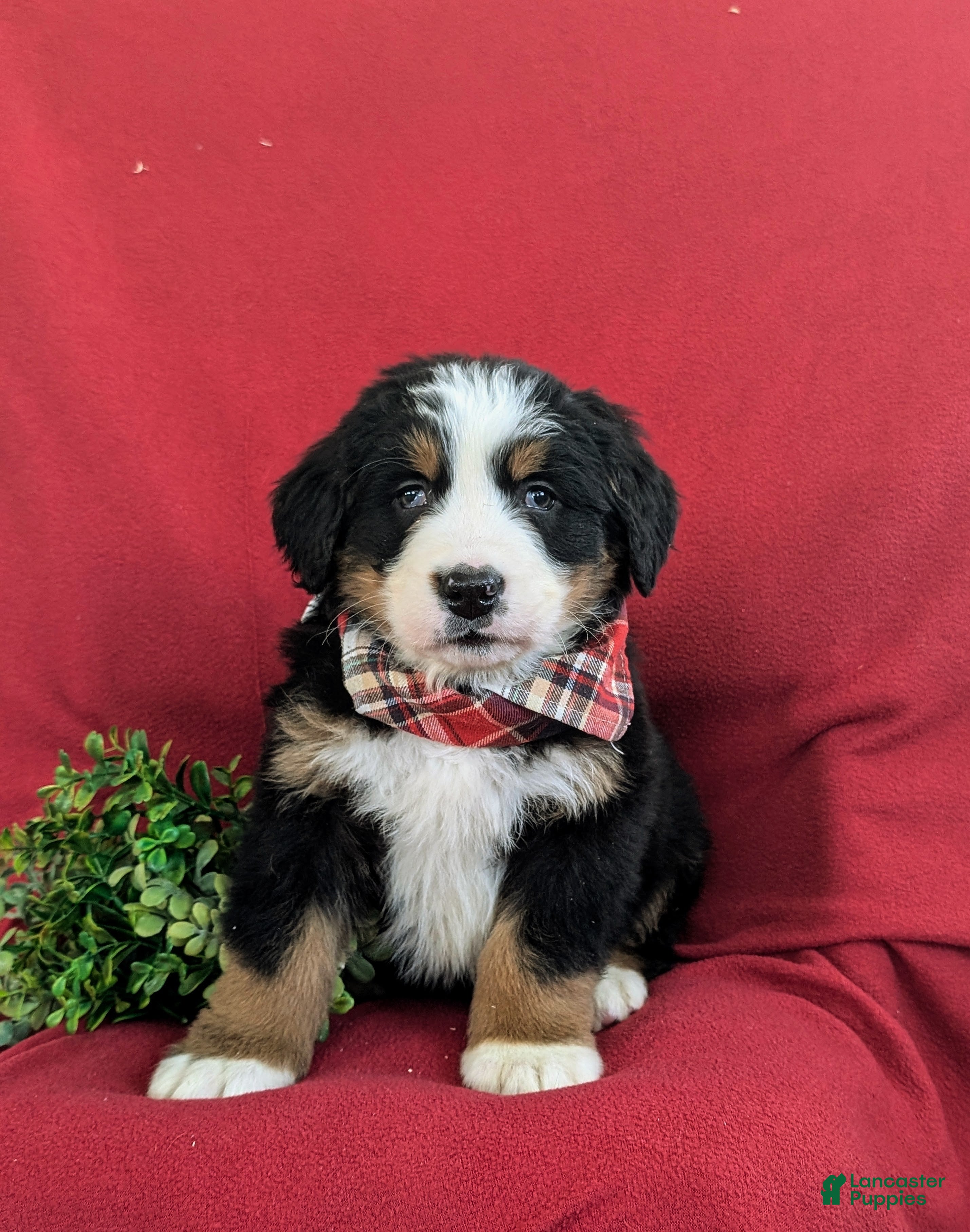 Bernese Mountain Dog dogs Dominic - Ad 2