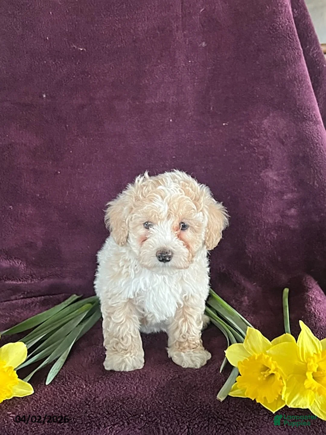Miniature Poodle dogs for sale: Buddy - Ad 1