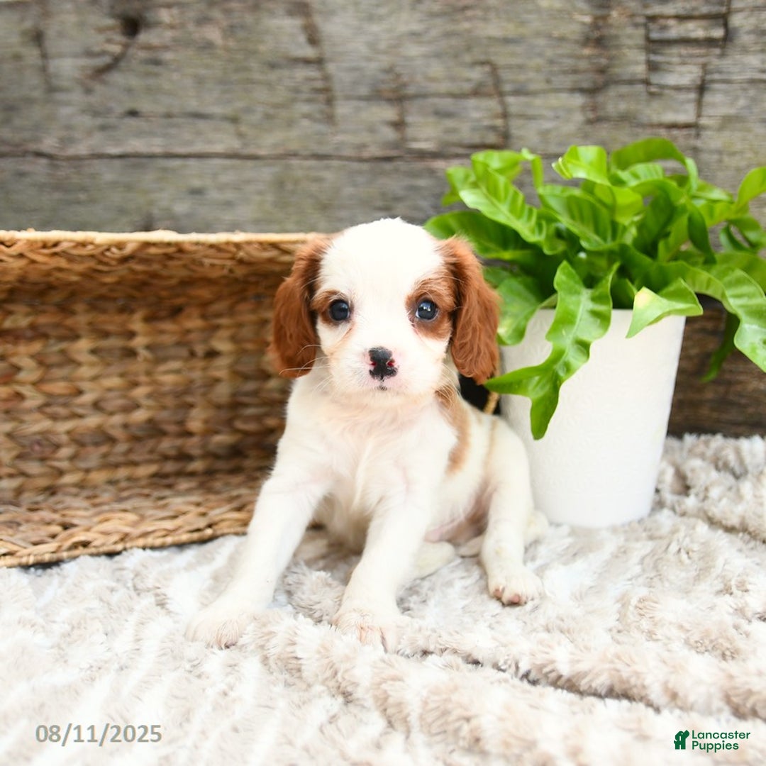 Cavapoo dogs for sale: Turner - Ad 2