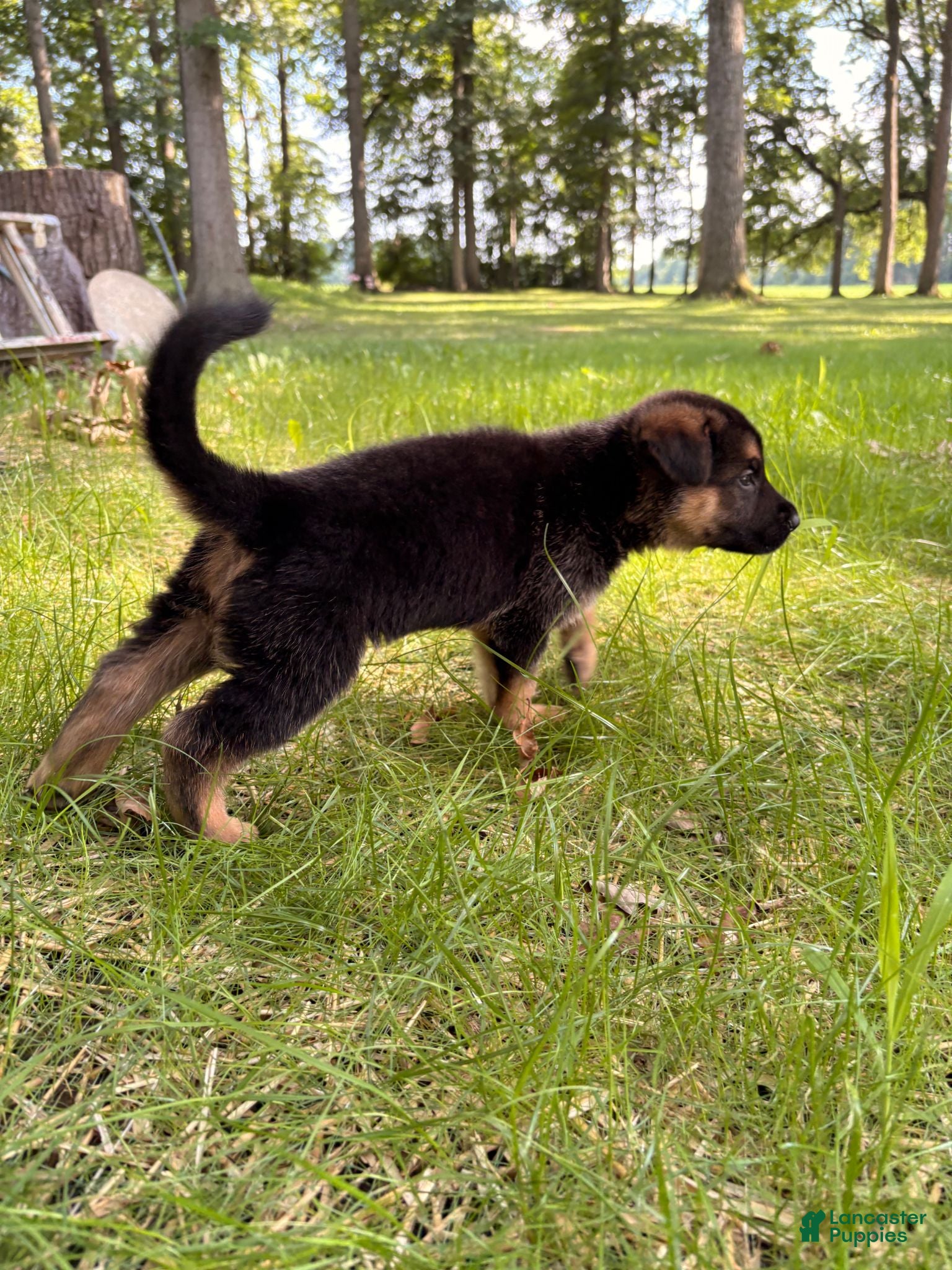 German Shepherd dogs German Shepherd 4 - Ad 1