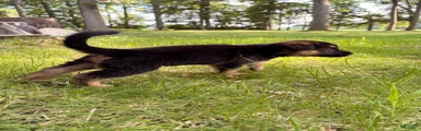 German Shepherd 4