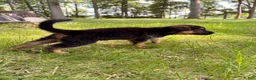 German Shepherd dogs for sale: German Shepherd 4 - Ad 1