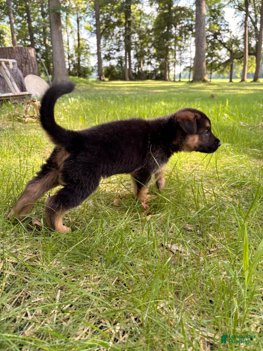 German Shepherd dogs for sale: German Shepherd 4 - Ad 1