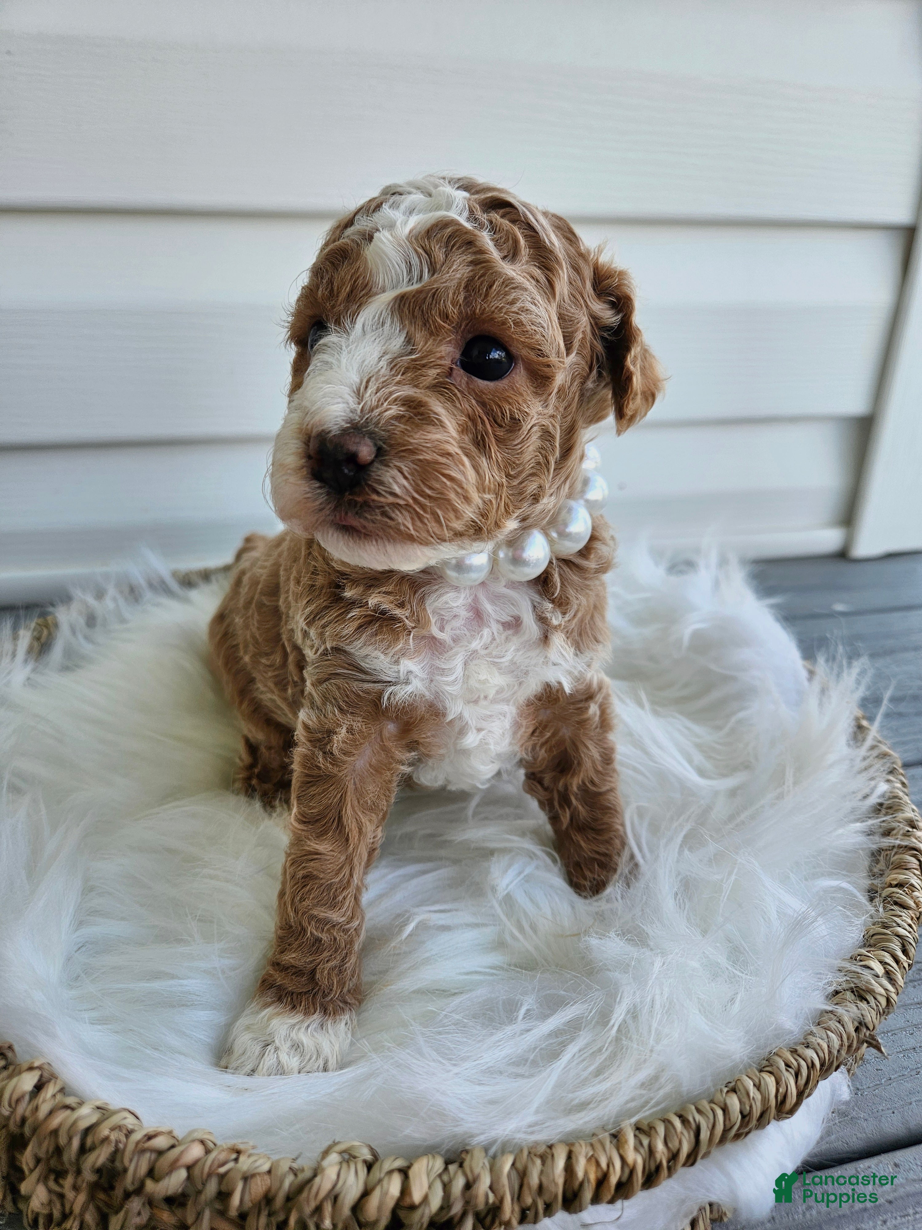 Bichpoo dogs Bella - Ad 33