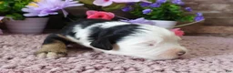Mini Bernedoodle dogs for sale: Male #9 (Splash's) - Ad 1