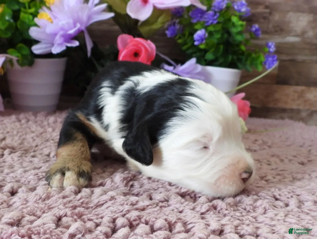 Mini Bernedoodle dogs for sale: Male #9 (Splash's) - Ad 1