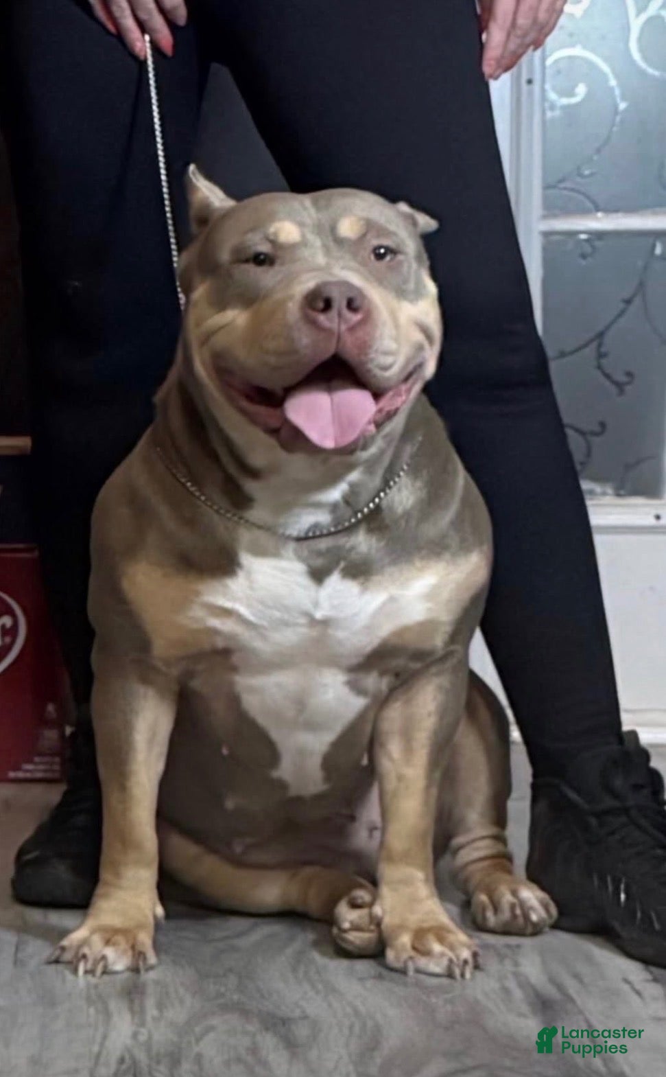 American Bully dogs Xl American Bully 2 - Ad 2