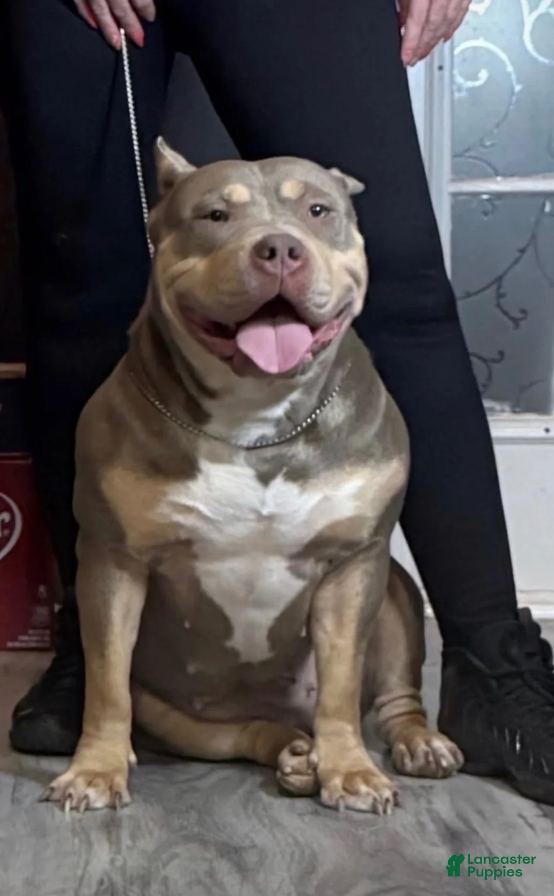 American Bully dogs for sale: XL American Bully 1 - Ad 2