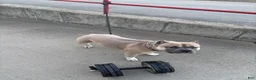 American Bully dogs for stud: Chop  - Ad 7