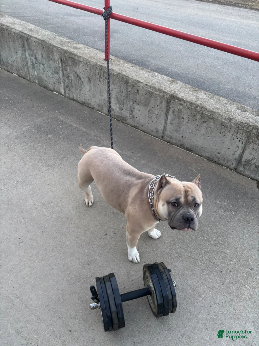 American Bully dogs for stud: Chop  - Ad 7