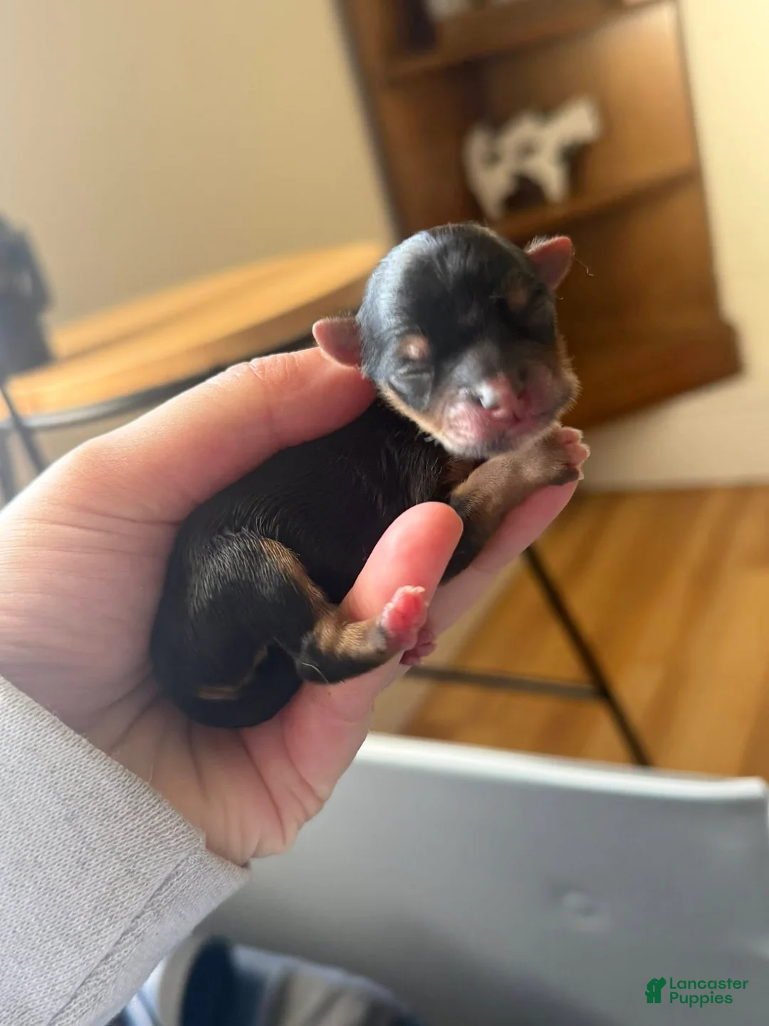 Yorkshire Terrier dogs for sale: Yorkshire Terrier Puppy 1 - Ad 1