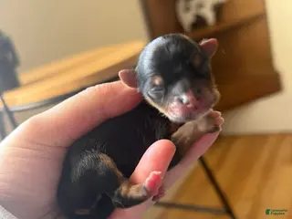 Yorkshire Terrier dogs Yorkshire Terrier Puppy 1 - Ad 34