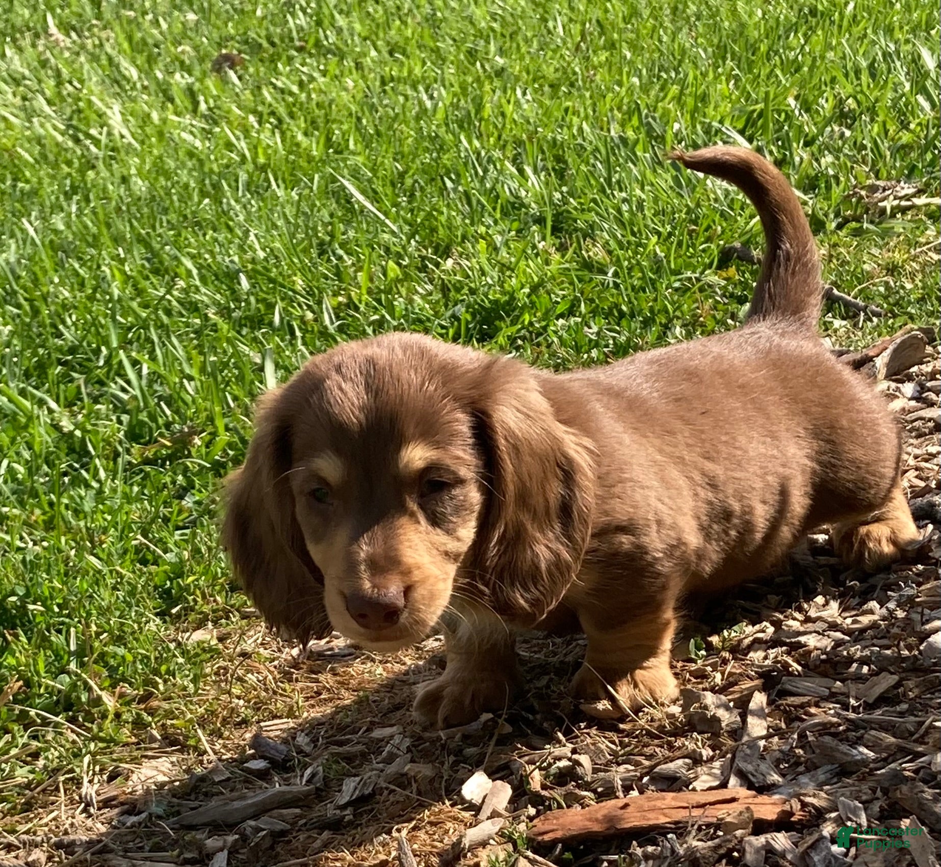 Miniature Dachshund dogs Charlie  - Ad 21