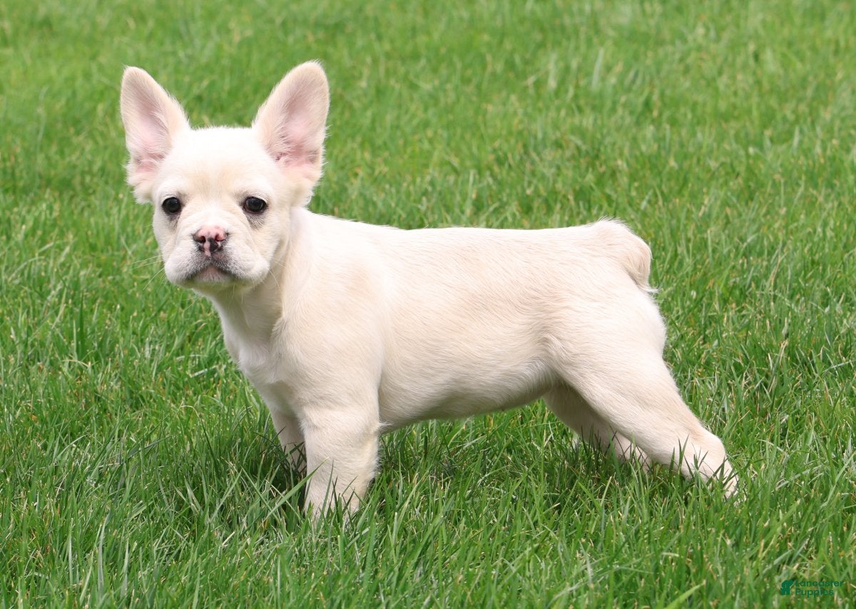 French Bulldog dogs Nora - Ad 2