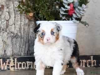 Australian Shepherd dogs Pippa - Ad 11