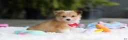 Mixed Breed dogs for sale: Milo - Ad 4
