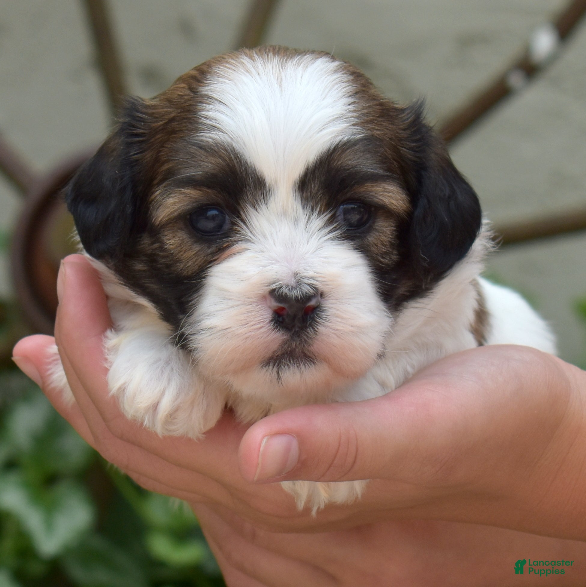 Teddy Bear dogs Fritter - Ad 2