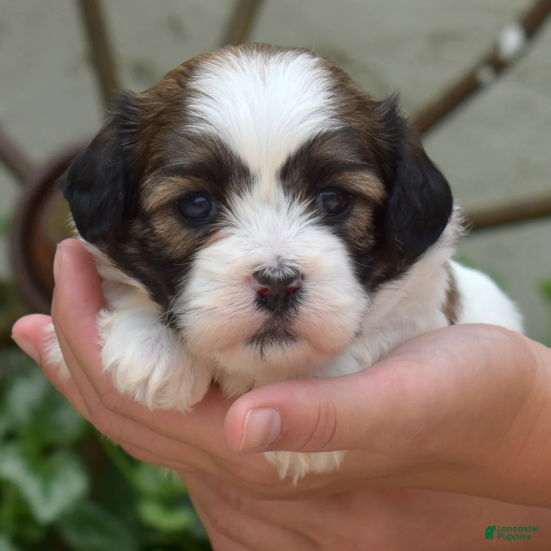 Teddy Bear dogs for sale: Fritter - Ad 2