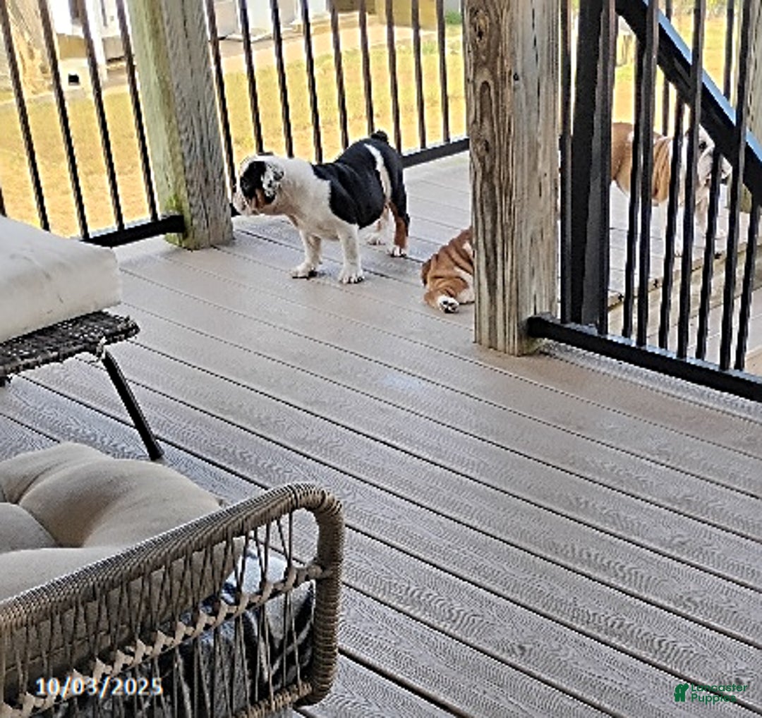 English Bulldog dogs for sale: Rival - Ad 7