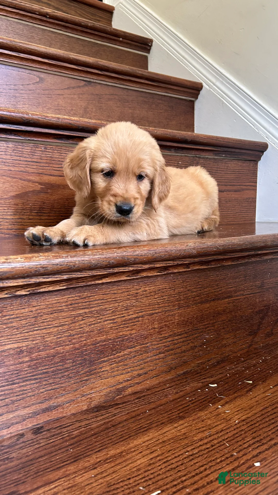 Golden Retriever dogs for sale: Teddy - Ad 2