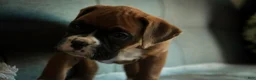 Boxer dogs for sale: Carrie - Ad 6