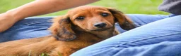 Miniature Dachshund dogs for sale: Tony - Ad 5