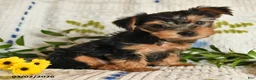 Yorkshire Terrier dogs for sale: Jasper - Ad 4