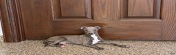 Italian Greyhound dogs for sale: Norm - Ad 5