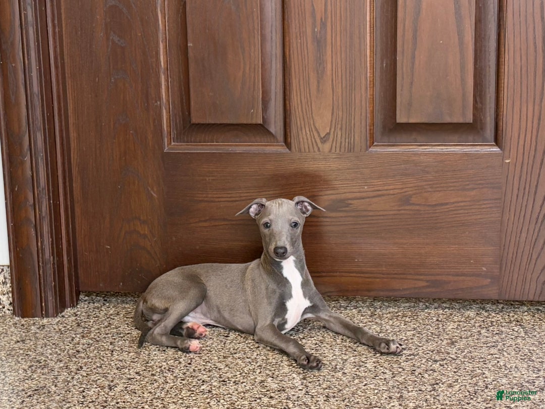 Italian Greyhound dogs for sale: Norm - Ad 5