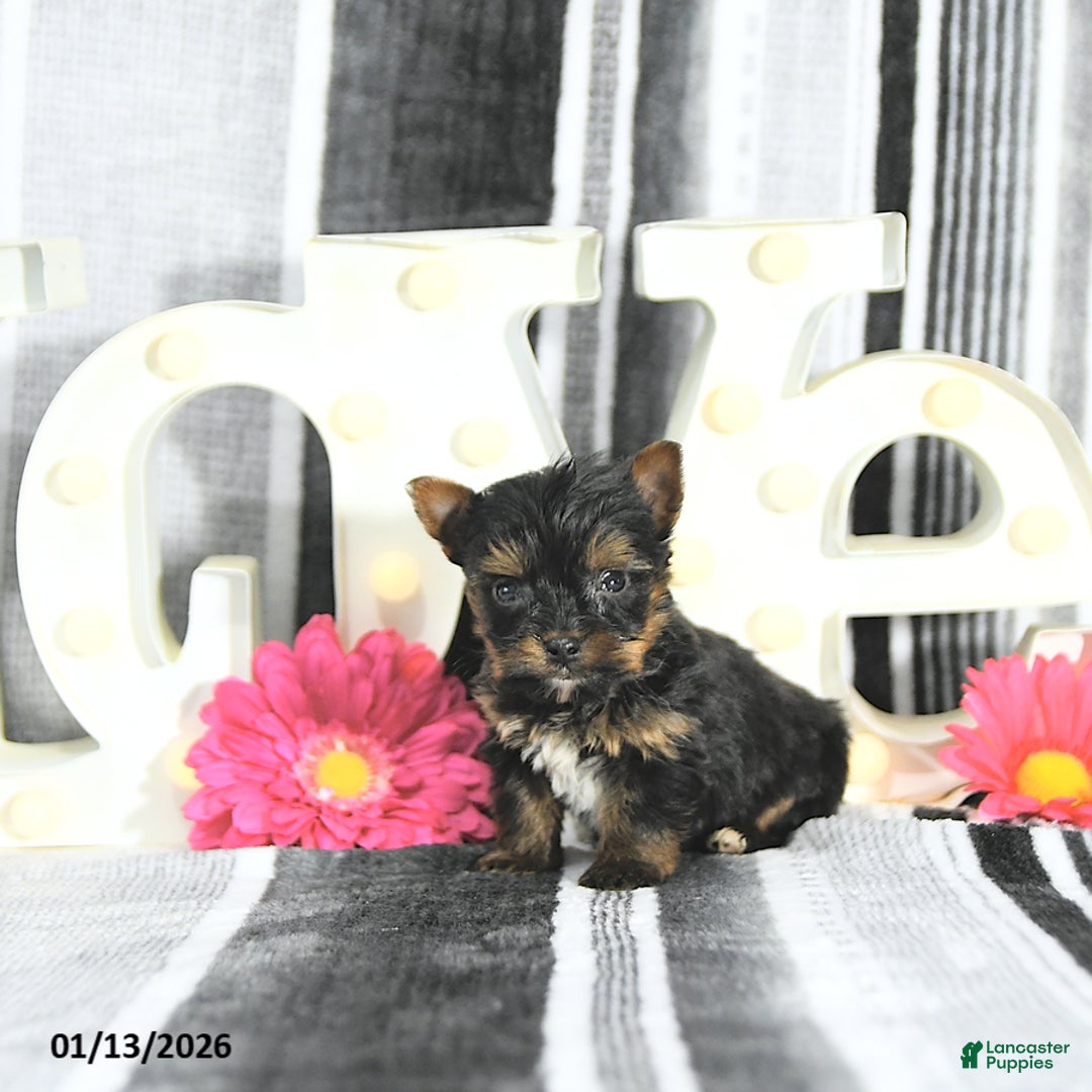 Yorkshire Terrier dogs for sale: Jasper - Ad 2