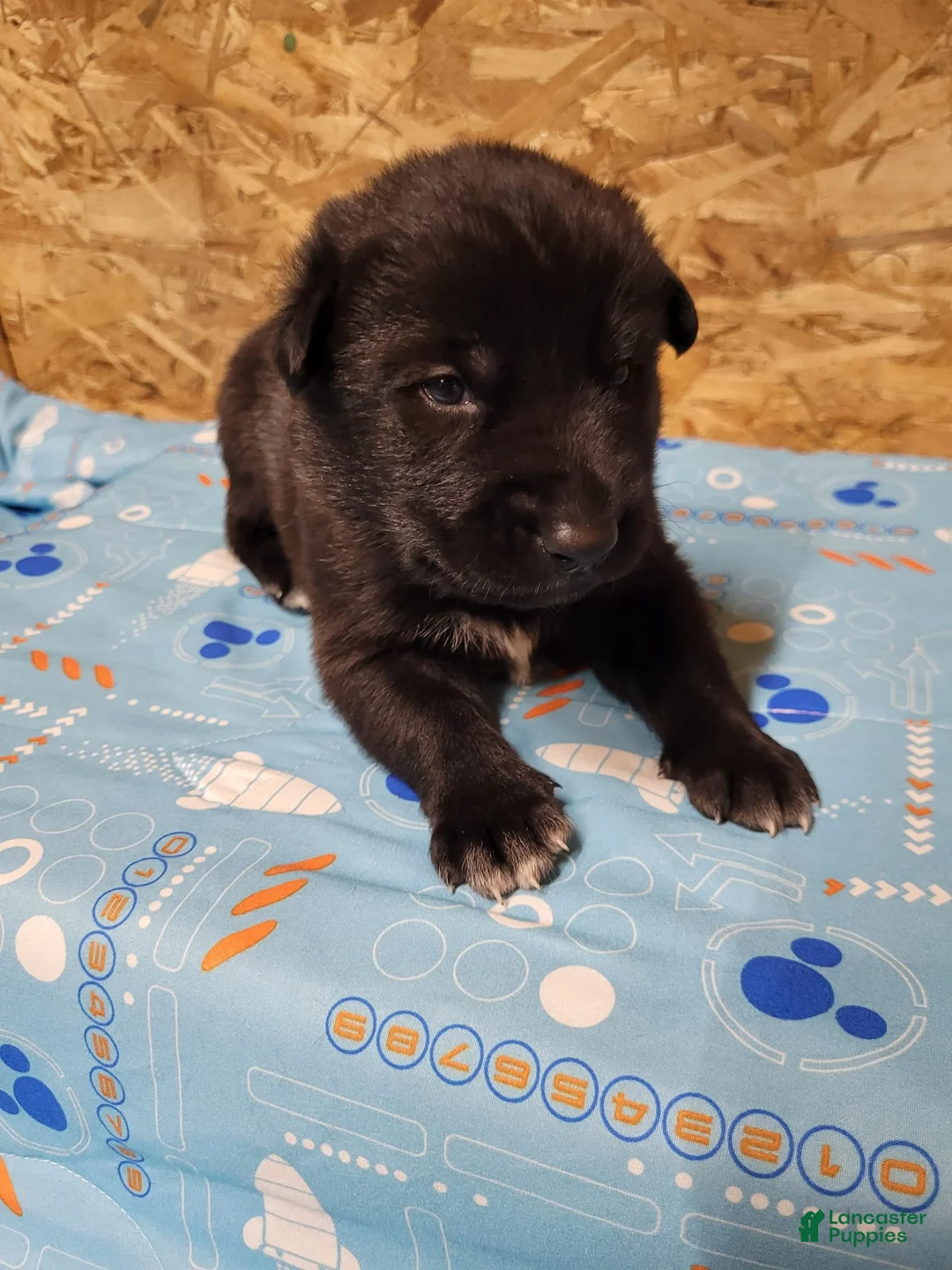 Mixed Breed dogs for sale: Skylar - Ad 1