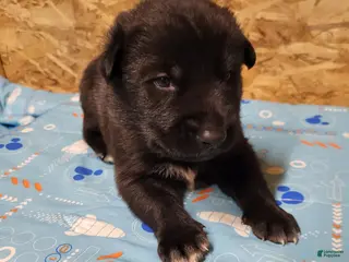 Mixed Breed dogs for sale: Skylar - Ad 3