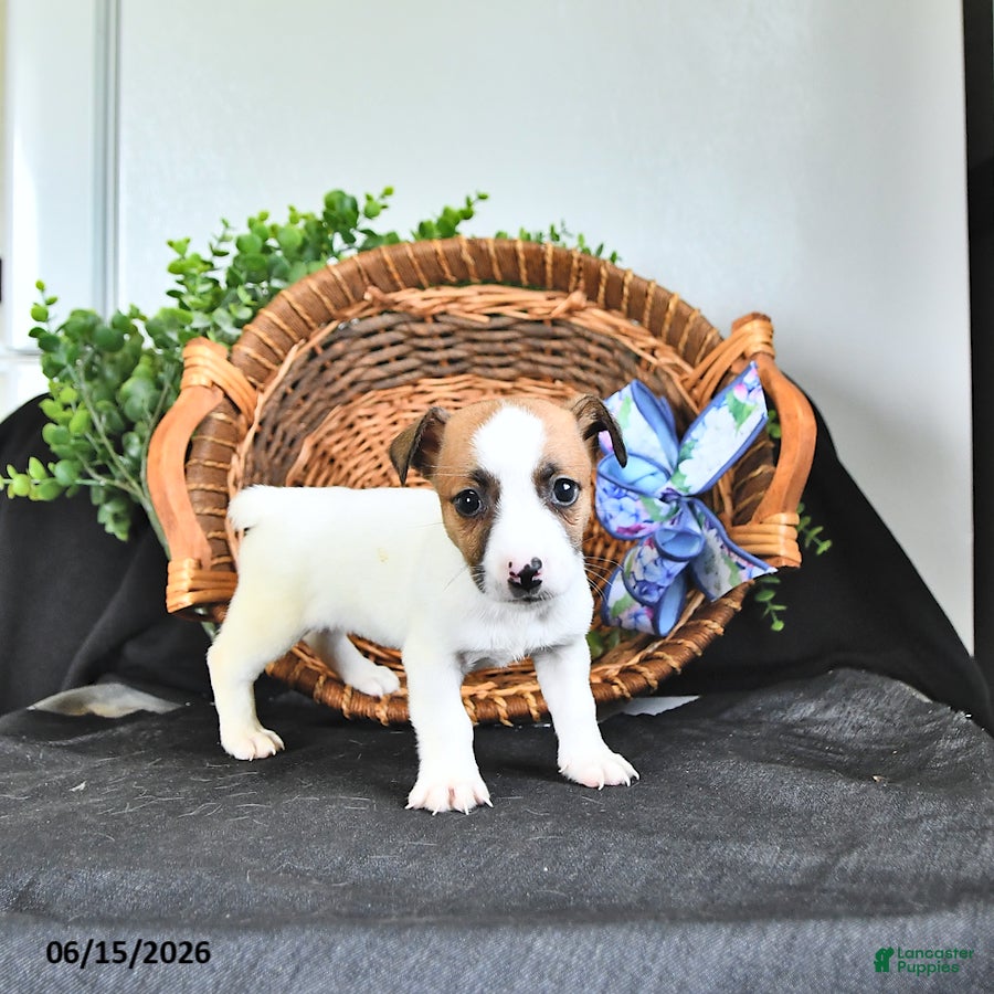 Jack Russell Terrier dogs Tessie - Ad 2