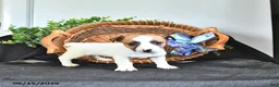 Jack Russell Terrier dogs for sale: Tessie - Ad 2