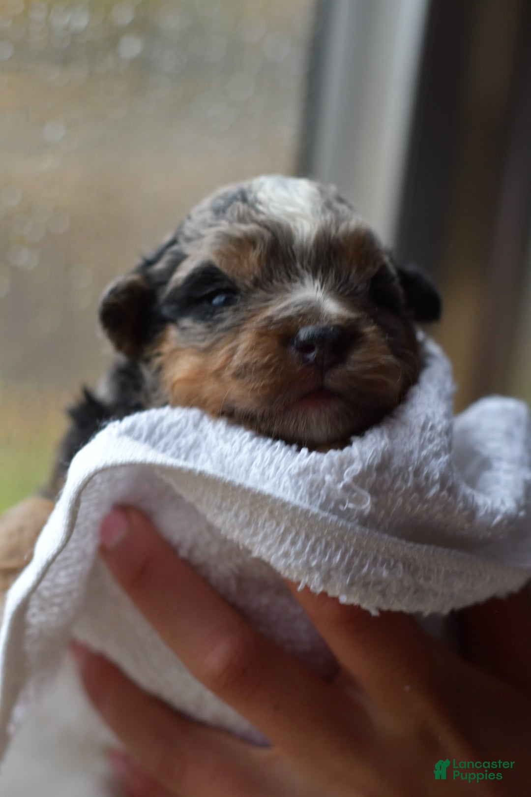 Mini Aussiedoodle dogs for sale: Cash - Ad 60