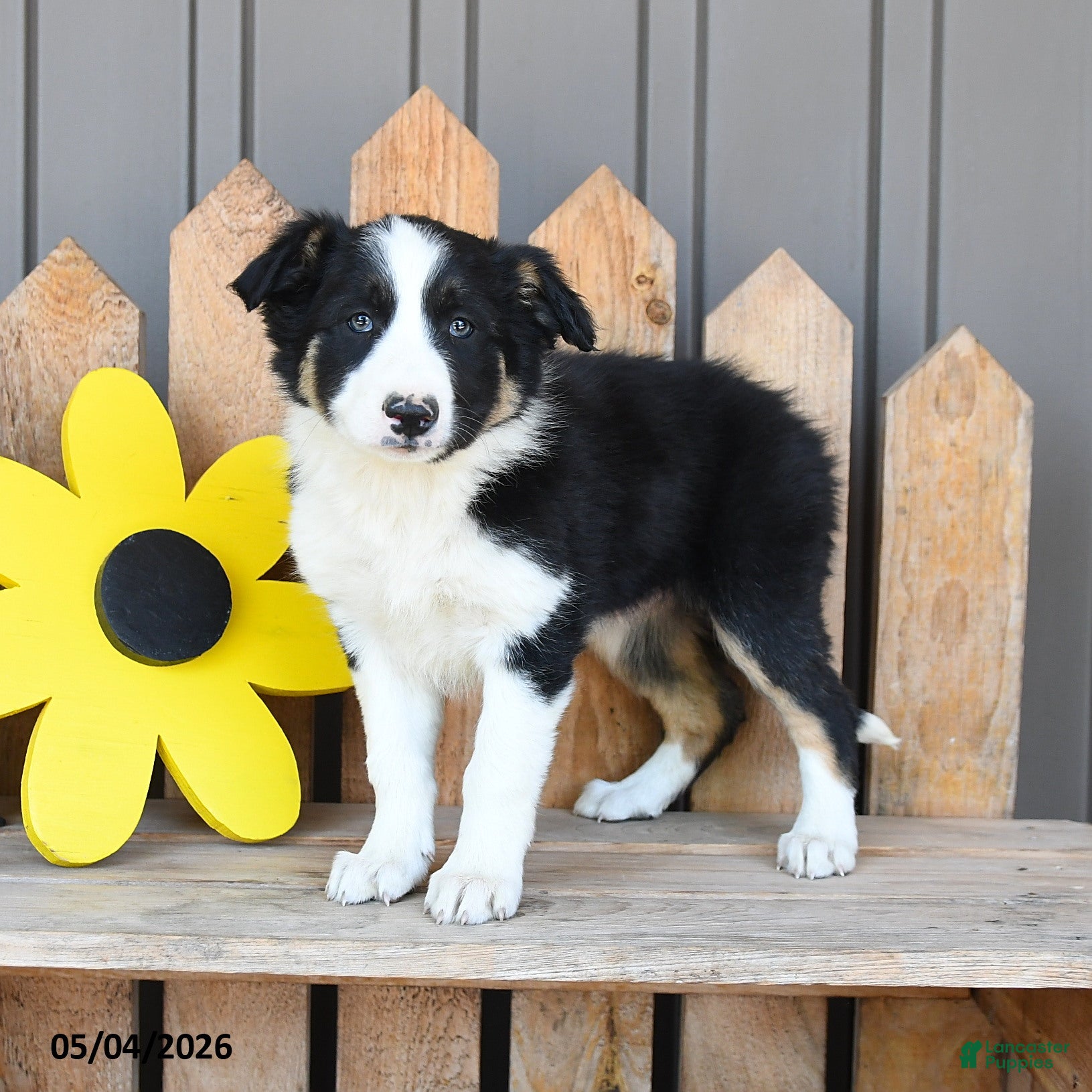 Border Collie dogs Matilda - Ad 1