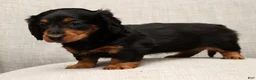 Miniature Dachshund dogs for sale: Millie - Ad 8